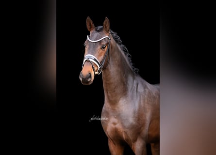 Westfaliano, Semental, 4 años, 166 cm, Castaño oscuro