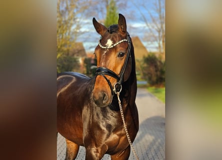 Westfaliano, Semental, 4 años, 170 cm, Castaño oscuro