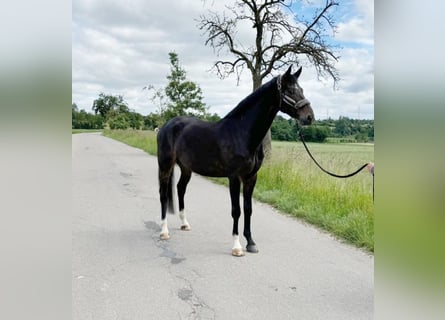 Westfaliano, Semental, 4 años, 172 cm, Castaño oscuro