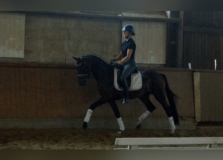 Westfaliano, Semental, 6 años, 161 cm, Castaño