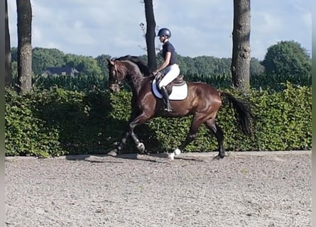 Westfaliano, Semental, 7 años, 170 cm
