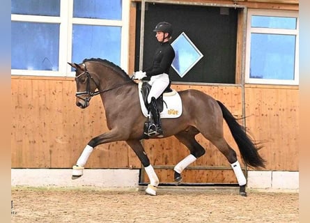 Westfaliano, Semental, 8 años, 172 cm, Castaño