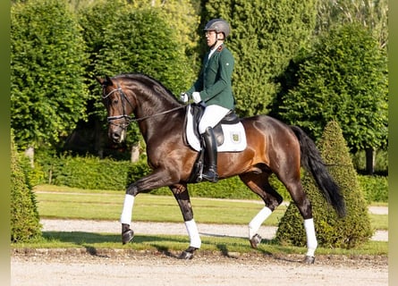Westfaliano, Semental, 9 años, 174 cm, Castaño