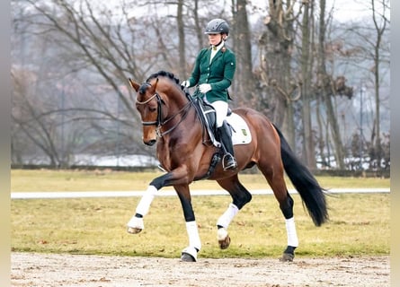 Westfaliano, Semental, 9 años, 172 cm, Castaño