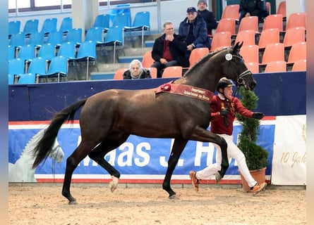 Westfaliano, Semental, 3 años, 172 cm, Negro