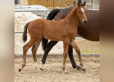 Westfaliano, Semental, Potro (04/2024), 166 cm, Castaño