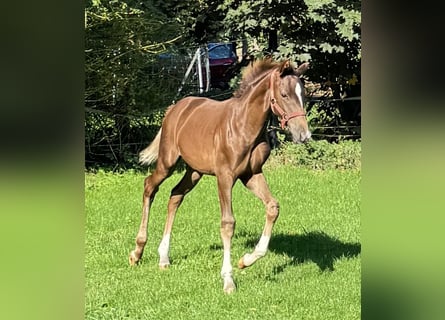 Westfaliano, Semental, Potro (05/2026), 170 cm, Alazán-tostado