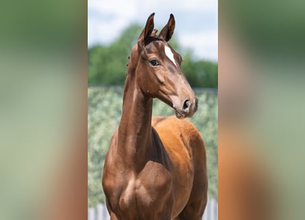 Westfaliano, Semental, Potro (02/2025), 170 cm, Alazán-tostado