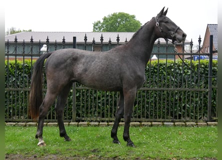 Westfaliano, Stallone, 2 Anni, 155 cm