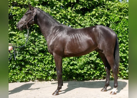 Westfaliano, Stallone, 2 Anni, 161 cm, Baio scuro