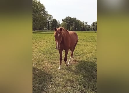 Westfaliano, Stallone, 2 Anni, 165 cm, Sauro scuro