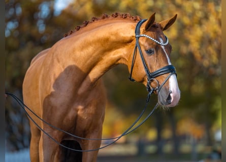 Westfaliano, Stallone, 2 Anni, 168 cm, Sauro scuro