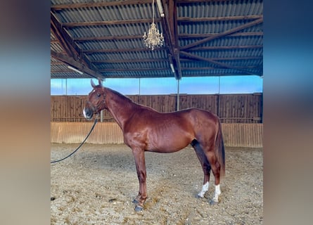 Westfaliano, Stallone, 2 Anni, 170 cm, Sauro