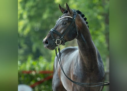 Westfaliano, Stallone, 2 Anni, 171 cm, Baio nero