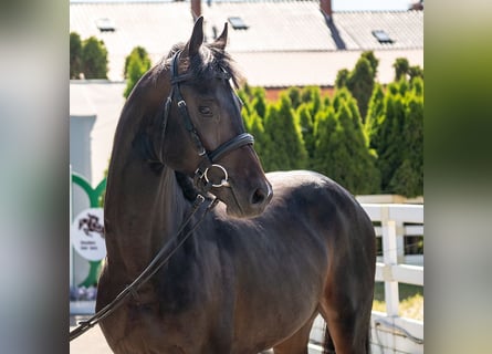 Westfaliano, Stallone, 2 Anni, Baio