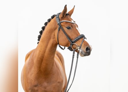 Westfaliano, Stallone, 2 Anni, Baio