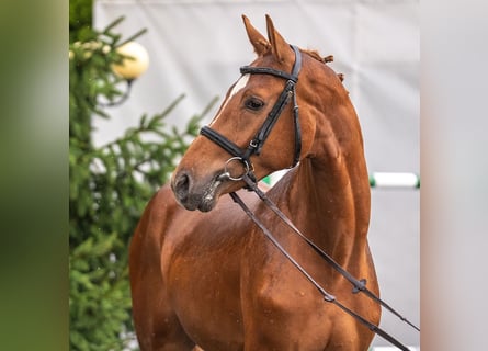 Westfaliano, Stallone, 2 Anni, Sauro