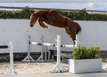 Westfaliano, Stallone, 3 Anni, 154 cm, Sauro
