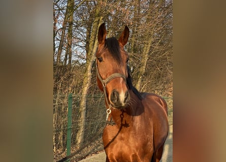 Westfaliano, Stallone, 3 Anni, 164 cm, Baio