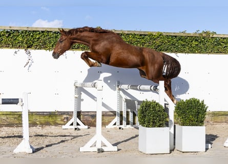 Westfaliano, Stallone, 3 Anni, 164 cm, Sauro