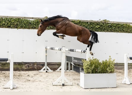 Westfaliano, Stallone, 3 Anni, 167 cm, Baio