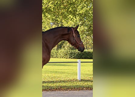 Westfaliano, Stallone, 3 Anni, 172 cm, Baio