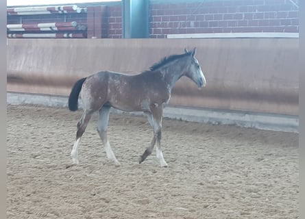 Westfaliano, Stallone, 3 Anni, Grigio