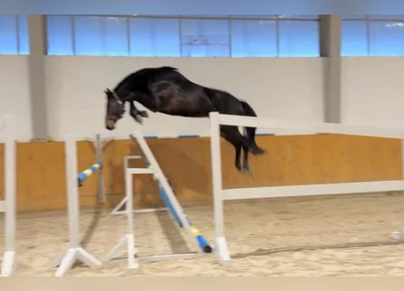 Westfaliano, Stallone, 4 Anni, 170 cm, Baio scuro