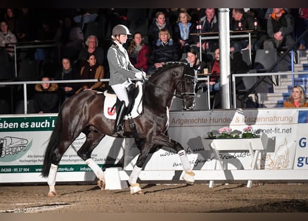 Westfaliano, Stallone, 7 Anni, 168 cm, Baio nero