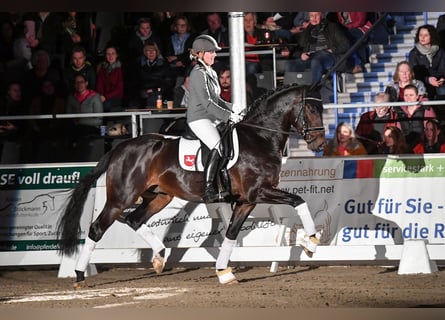 Westfaliano, Stallone, 7 Anni, 168 cm, Baio scuro