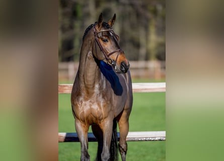 Westfaliano, Stallone, 9 Anni, 167 cm, Baio scuro