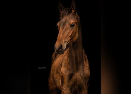 Westfaliano, Stallone, Puledri (04/2025), 168 cm, Baio