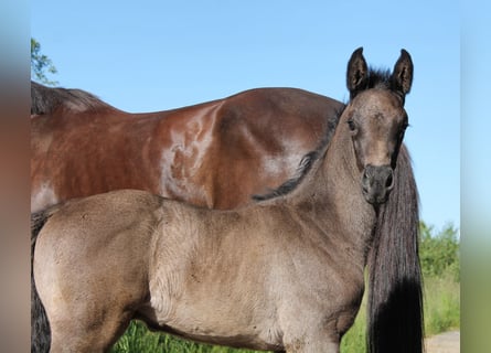 Westfaliano, Stallone, Puledri
 (05/2024), 170 cm, Baio nero