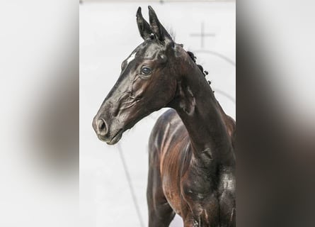 Westfaliano, Stallone, Puledri
 (04/2024), 170 cm, Grigio ferro