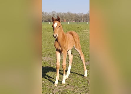 Westfaliano, Stallone, , 170 cm, Sauro scuro