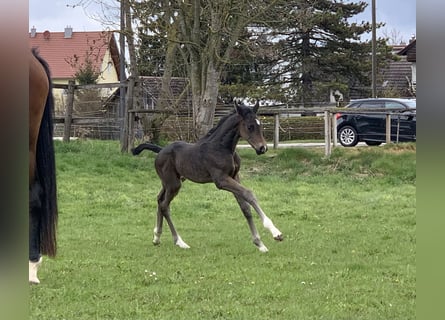 Westfaliano, Stallone, Puledri
 (04/2023), 172 cm, Baio nero