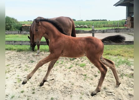 Westfaliano, Stallone, Puledri (06/2025), 175 cm, Baio
