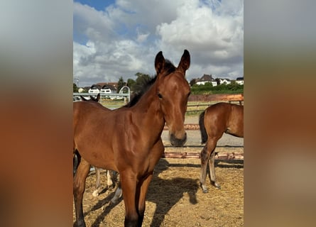 Westfaliano, Stallone, Puledri (04/2026), Baio