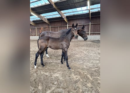 Westfaliano, Stallone, Puledri (03/2026), Baio scuro