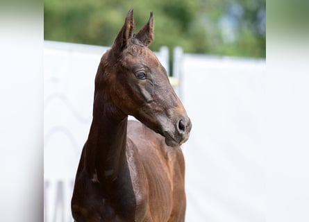 Westfaliano, Stallone, Puledri
 (06/2023), Grigio