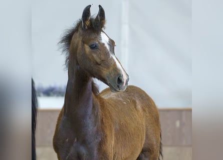 Westfaliano, Stallone, Puledri (03/2026), Grigio