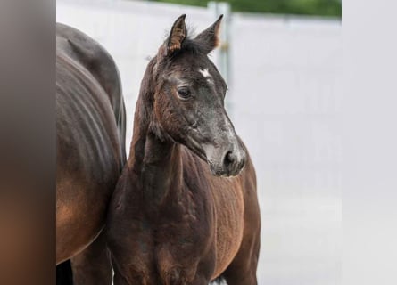 Westfaliano, Stallone, Puledri
 (03/2024), Grigio