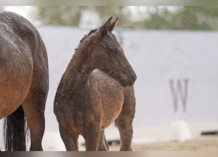 Westfaliano, Stallone, Puledri
 (02/2024), Morello