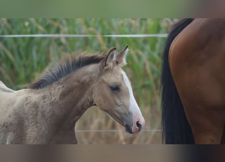 Westfaliano, Stallone, Puledri (05/2026), Pelle di daino