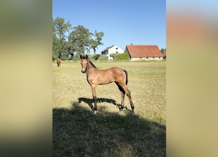 Westfaliano, Stallone, Puledri (06/2026), Può diventare grigio