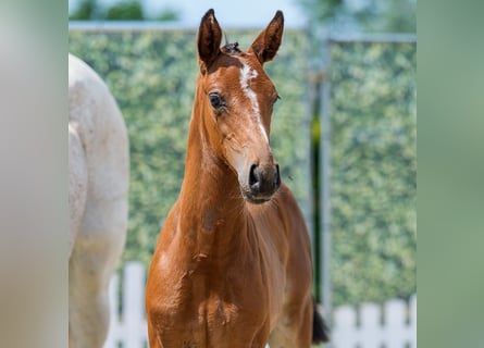 Westfaliano, Stallone, Puledri (05/2026), Può diventare grigio