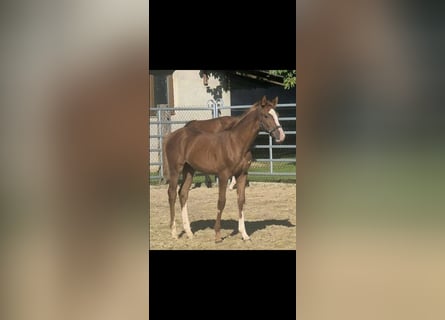Westfaliano, Stallone, Puledri (04/2026), Sauro
