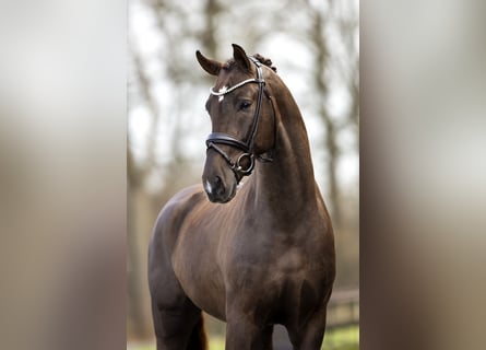Westfaliano, Stallone, 7 Anni, 172 cm, Sauro scuro