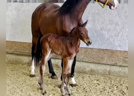 Westfaliano, Yegua, 1 año, Castaño