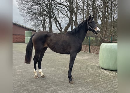 Westfaliano, Yegua, 2 años, 168 cm, Castaño oscuro